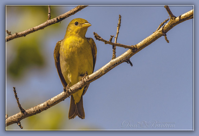 Western♀Tanager_02