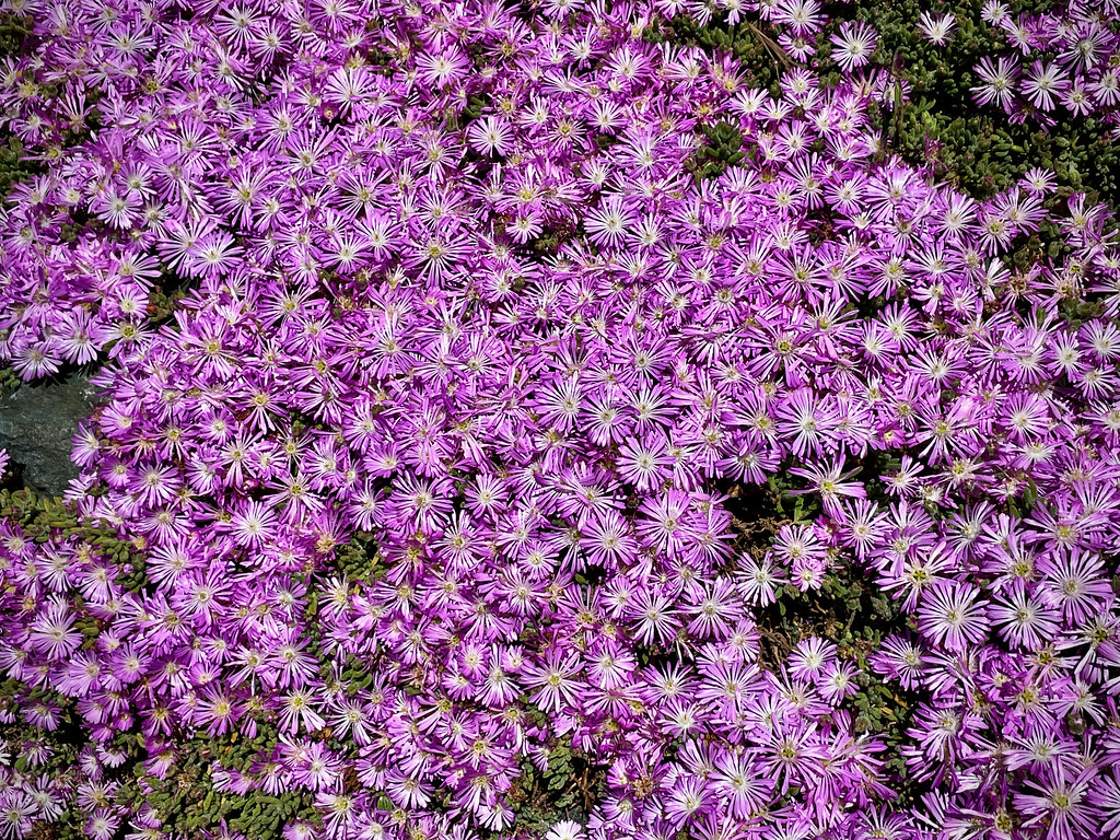 'Pink Lawn' iceplant. Nottingham Dr, Cambria ~ Explored