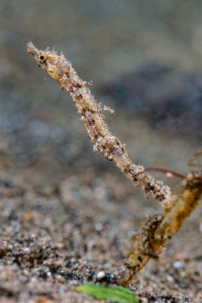 Shortpouch pygmy pipehorse - Acentronura breviperula
