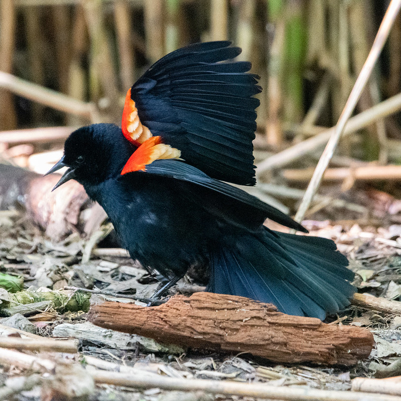 red-winged-blackbird-9092