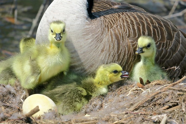 A closer view of Goslings in front of mother Goose.