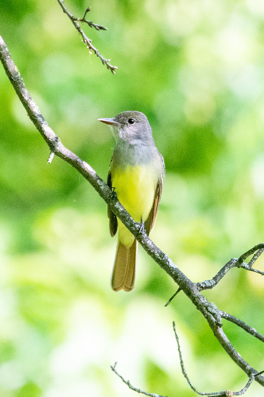 great-crested-flycatcher-8845
