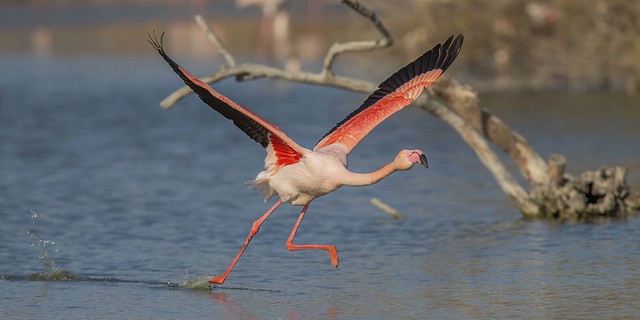 Running on Water - Greater Flamingo