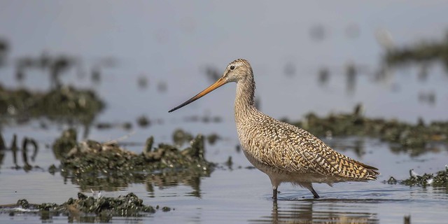 Calm and Peaceful - Marbled Godwit