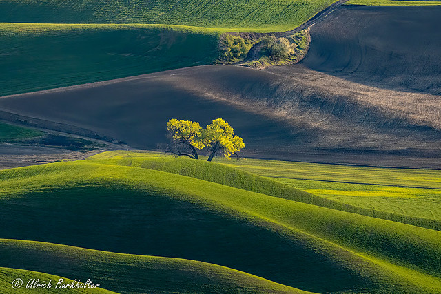 Spring Green in the Palouse.