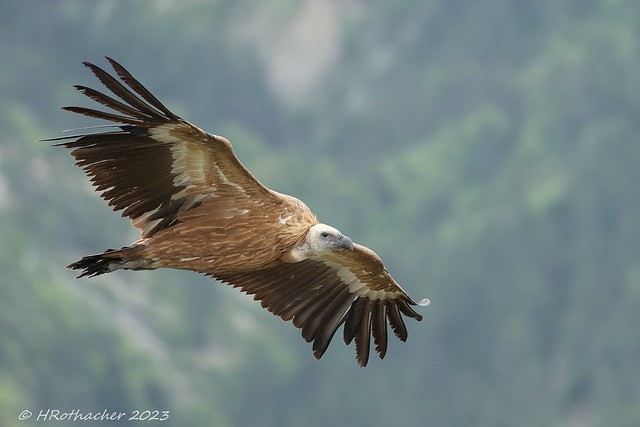 Vautour fauve - Gyps fulvus - Griffon Vulture