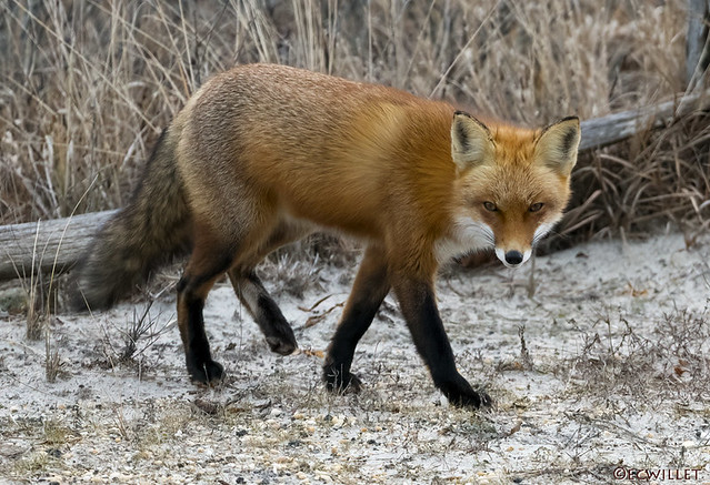friday fox with the sly like a fox look