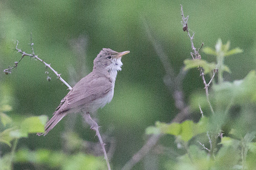 Eastern Olivaceous Warbler - maybe
