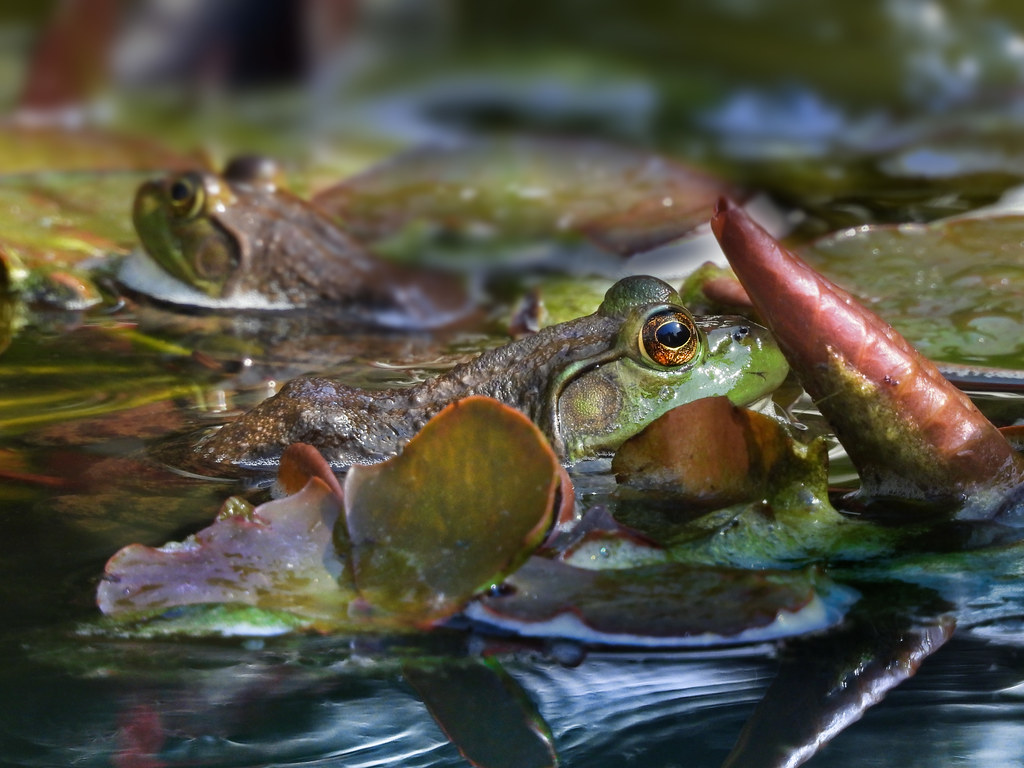 Frog pond. Nikon P1000