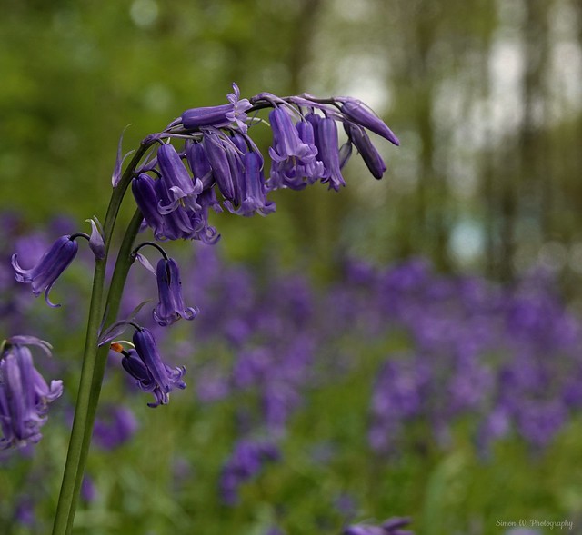 Oldmoor Wood. English Bluebell (05). May 2023