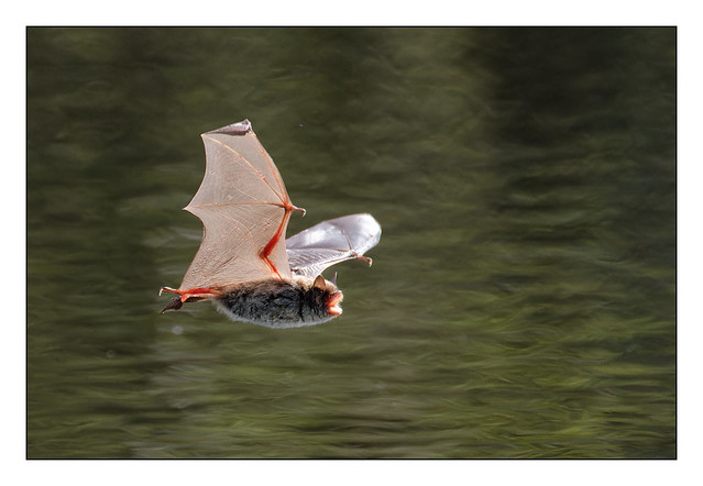 Bat In Flight 3