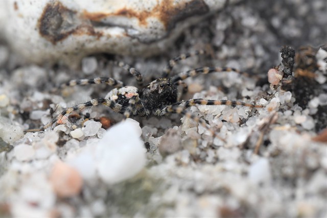 Sand Bear Spider (Arctosa perita) 1 of 3