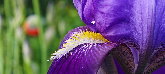 Beautiful iris.