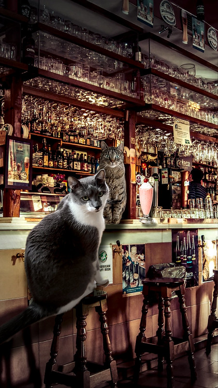 Loki et newton ... au bar !