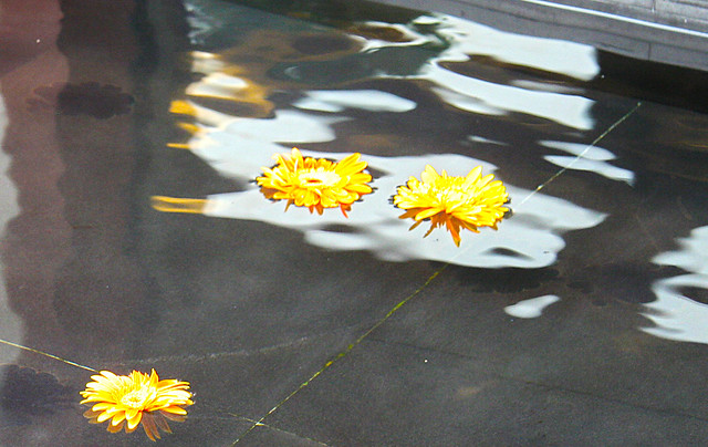 flowers on water