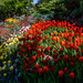 Crystal Hermitage Tulip Garden