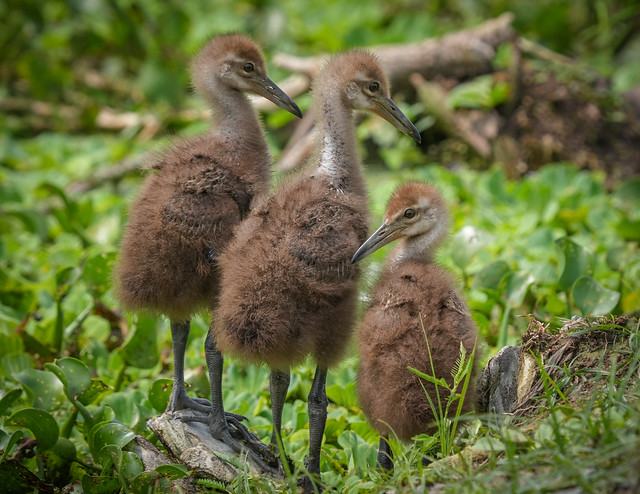 Baby Limpkins