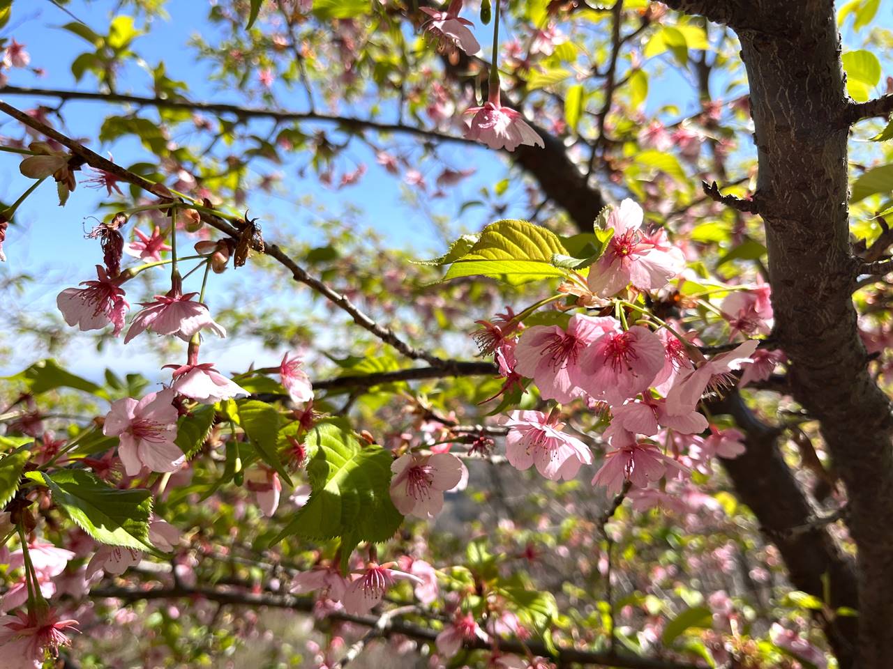 【奥武蔵】鐘撞堂山 山頂に咲いていた河津桜