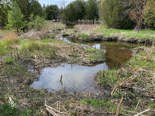 Having a nice walk on a trail along a small stream trough the woods , also you find many and nice walking paths , trails & wildlife at Nawautin natural sanctuary , near Lake Ontario , Martin’s photographs , Grafton , Ontario , Canada , May 8. 2023
