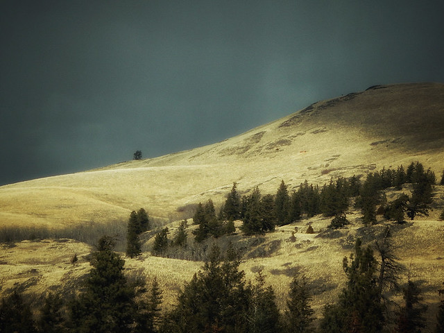 sun-lit yellow grasses in the foreground and a storm brewing behind near Merritt, Canada