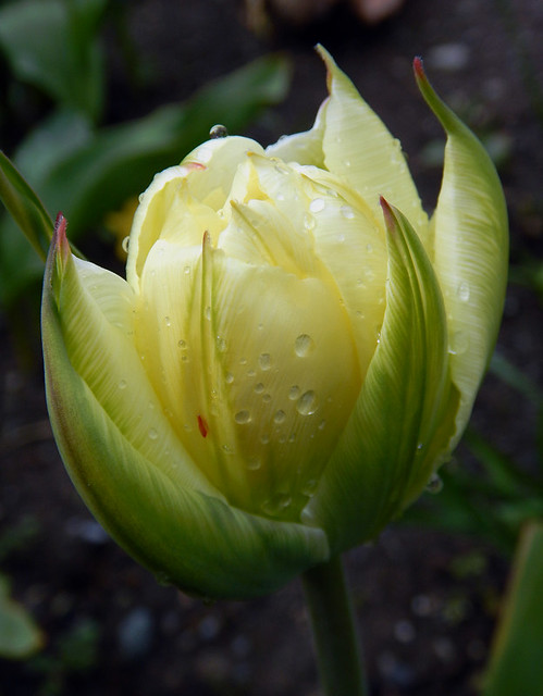 raindrops on a pale tulip flower, Vancouver, Canada