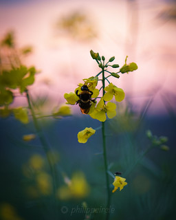 Bumblebee sunset