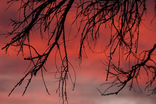 pentax kp hdpentaxda55300mmf4563plm sunset dusk sky tree silhouette christchurch newzealand
