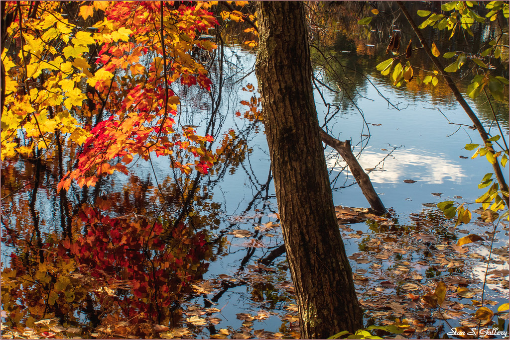 Autumn foliage by the river