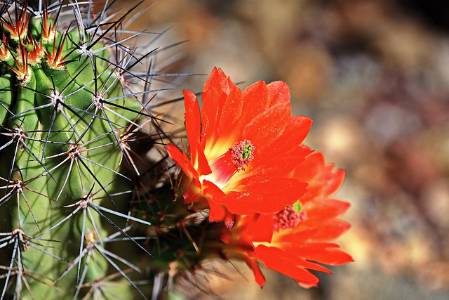 Claret Cup Cactus - Hedgehog cactus - Desert Botanical Garden