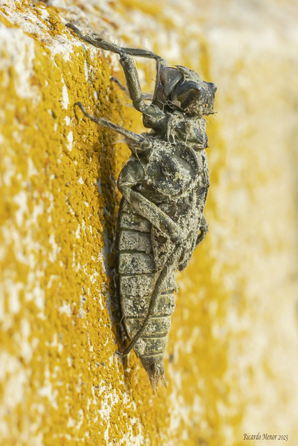 Larva de Orthetrum cancellatum