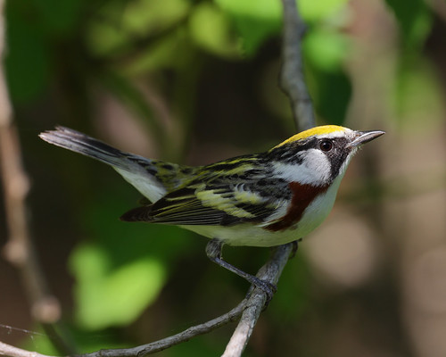 Chestnut-sided Warbler | by Roger Hickey
