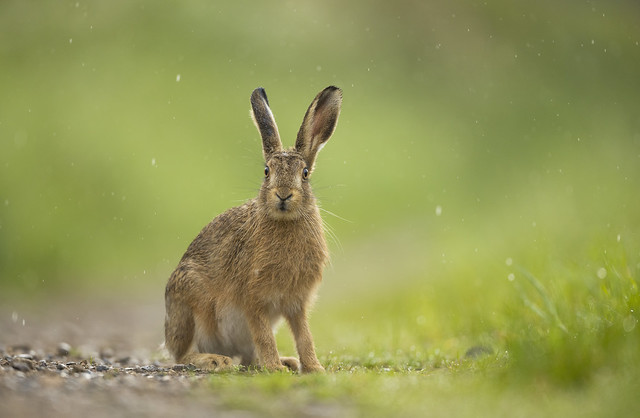 Hare (Leveret)