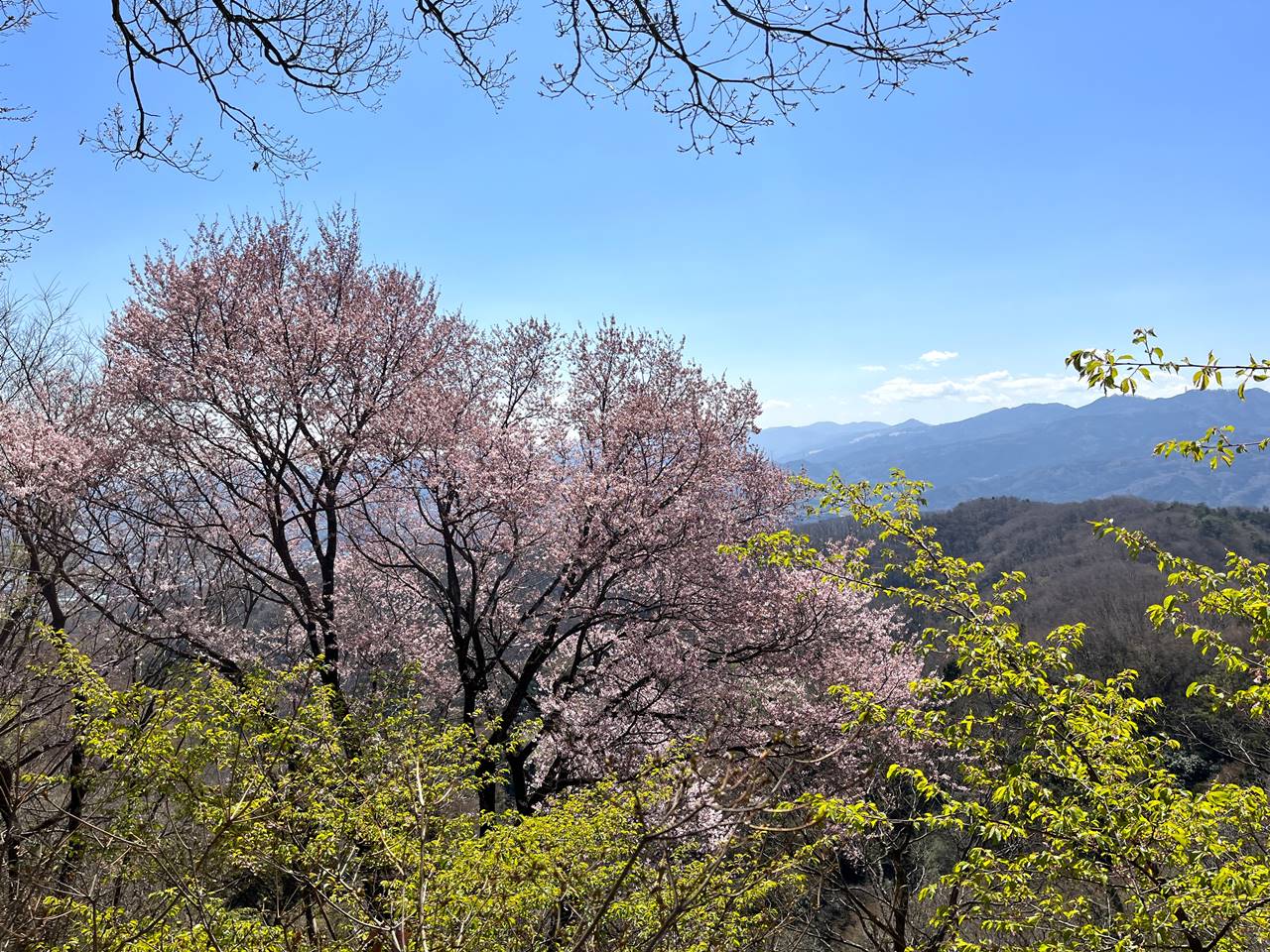 【奥武蔵】鐘撞堂山 桜とカタクリ咲く春の登山