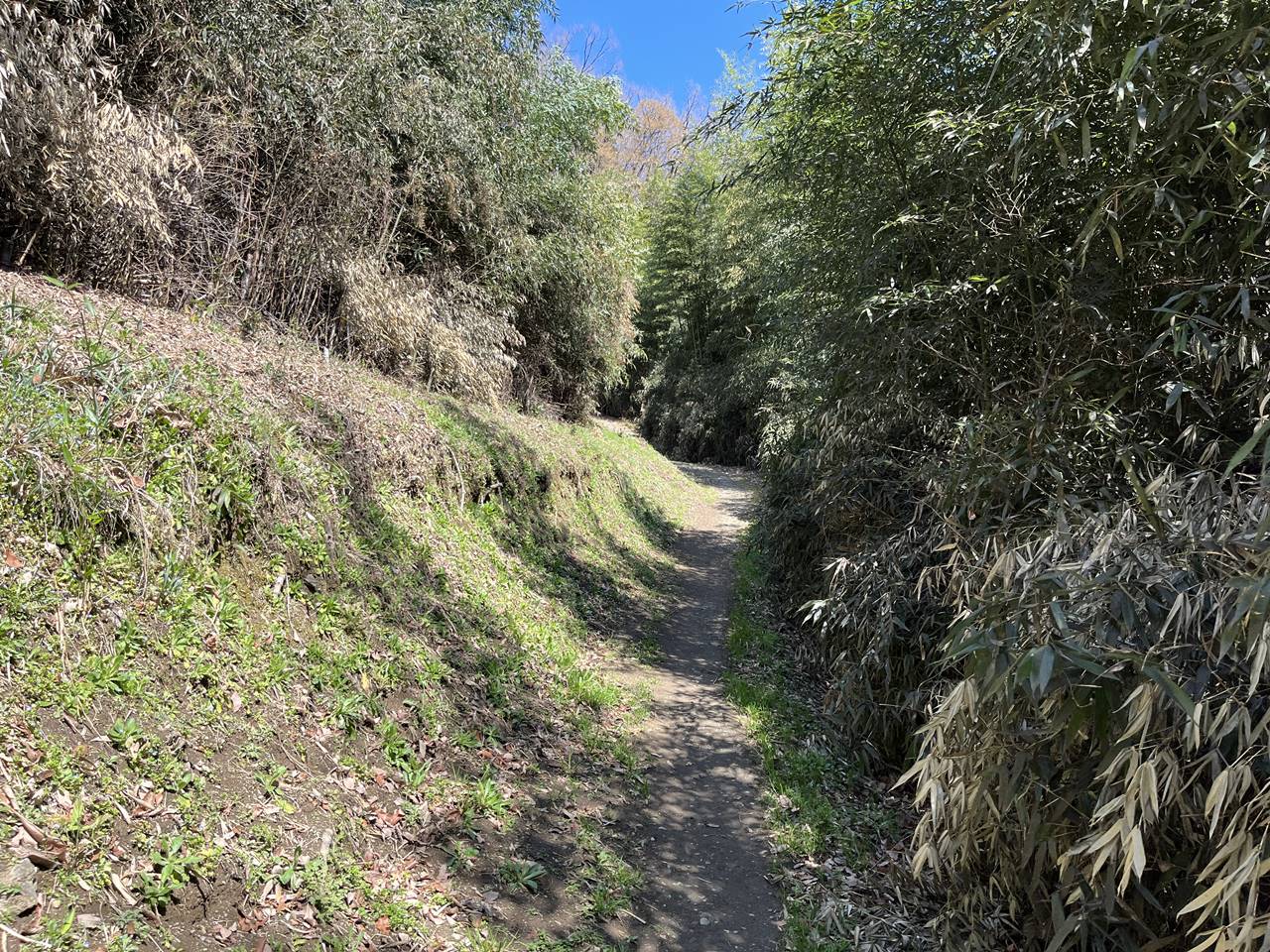 【奥武蔵】鐘撞堂山 桜とカタクリ咲く春の登山