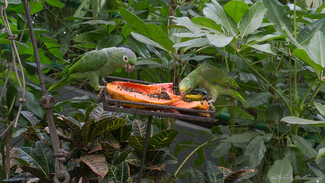 Perroquet, Amazone à front jaune, Port Oasis Eco Park, Manga, Carthagène, Colombie - 09865