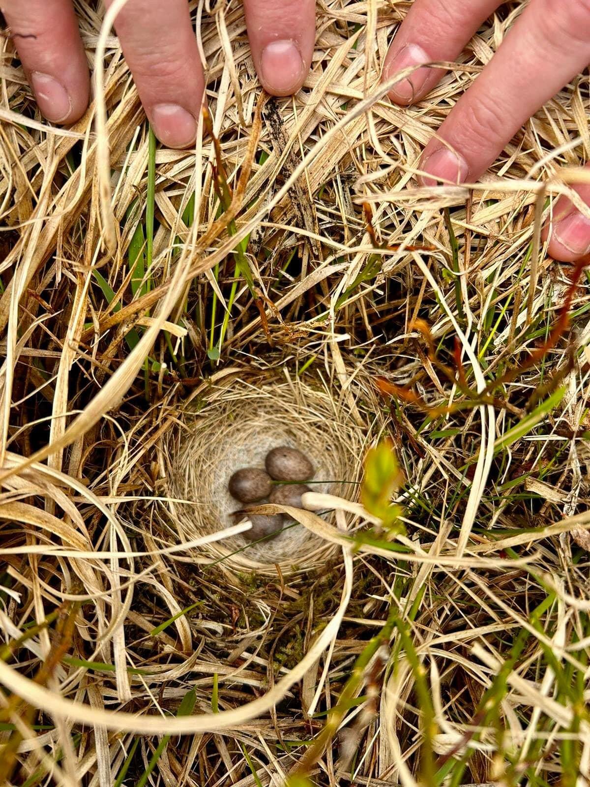 Skylark nest spotted on our Ferndale / Rhondda walk