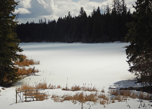 snowy day in early April at Glimpse Lake in the hills above Merritt, Canada