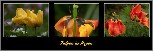 Tulpen im Regen (Tulips in the rain)