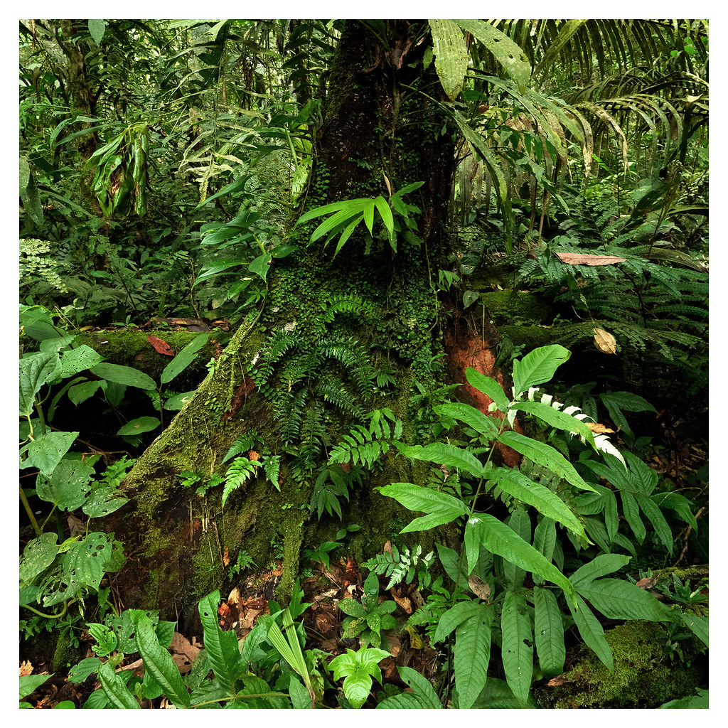 Rainforest 16536-230321