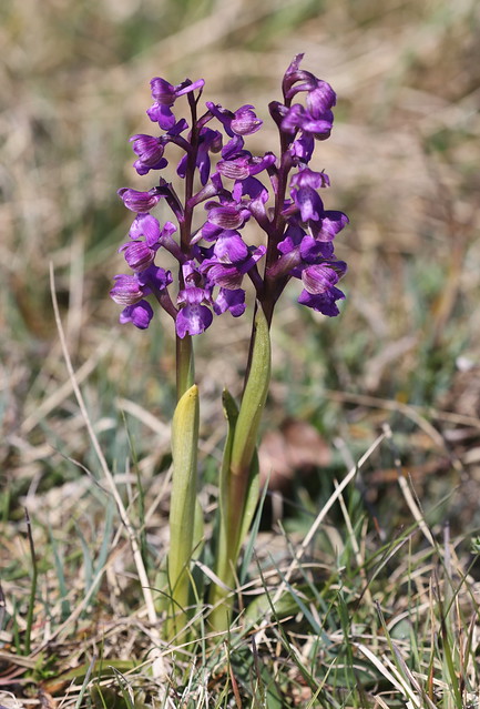 Salepgøgeurt (Green-winged Meadow Orchid / Anacamptis morio)
