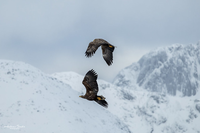 Seeadler beim Austnesfjord