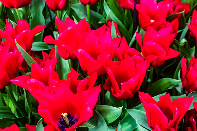 Tulip kaufmanniana regel red