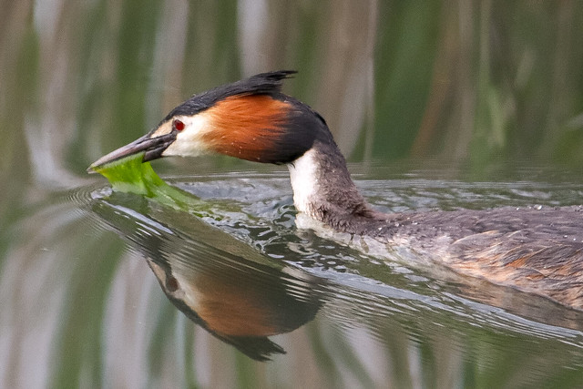 Great Crested Grebe with nesting material, Holland.