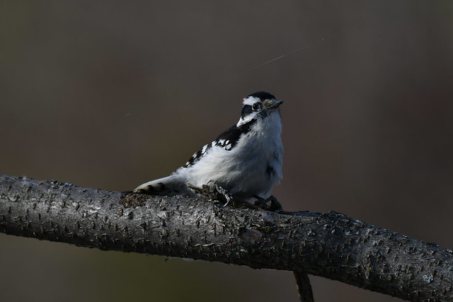 Pic mineur mâle--Downy Woodpecker male (Dryobates pubescens)