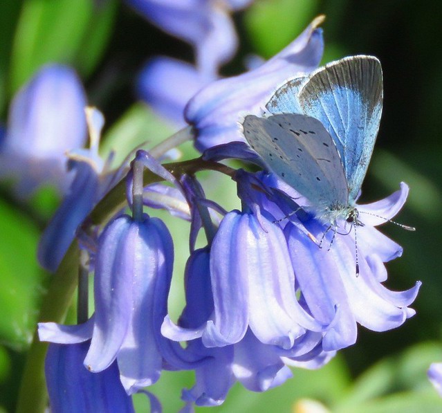 Holly Blue (Butterfly) on Blue Bell