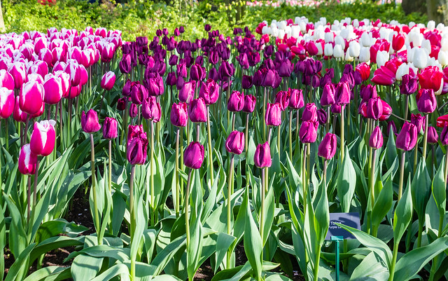 tulipa gesneriana, purple flowers in Keukenhof Flower Park, Holland, Nederland