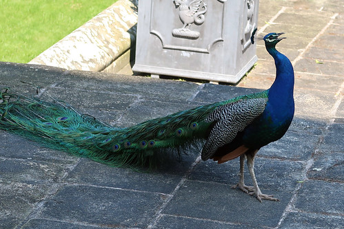 Peacock singing