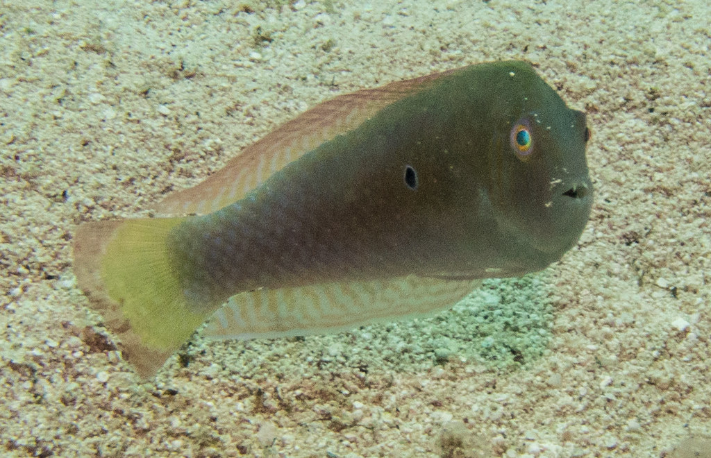 Green Rag Fish green razorfish | ellie briscoe | Flickr