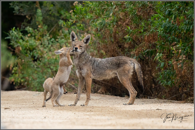Coyote Mom and Pups 3680