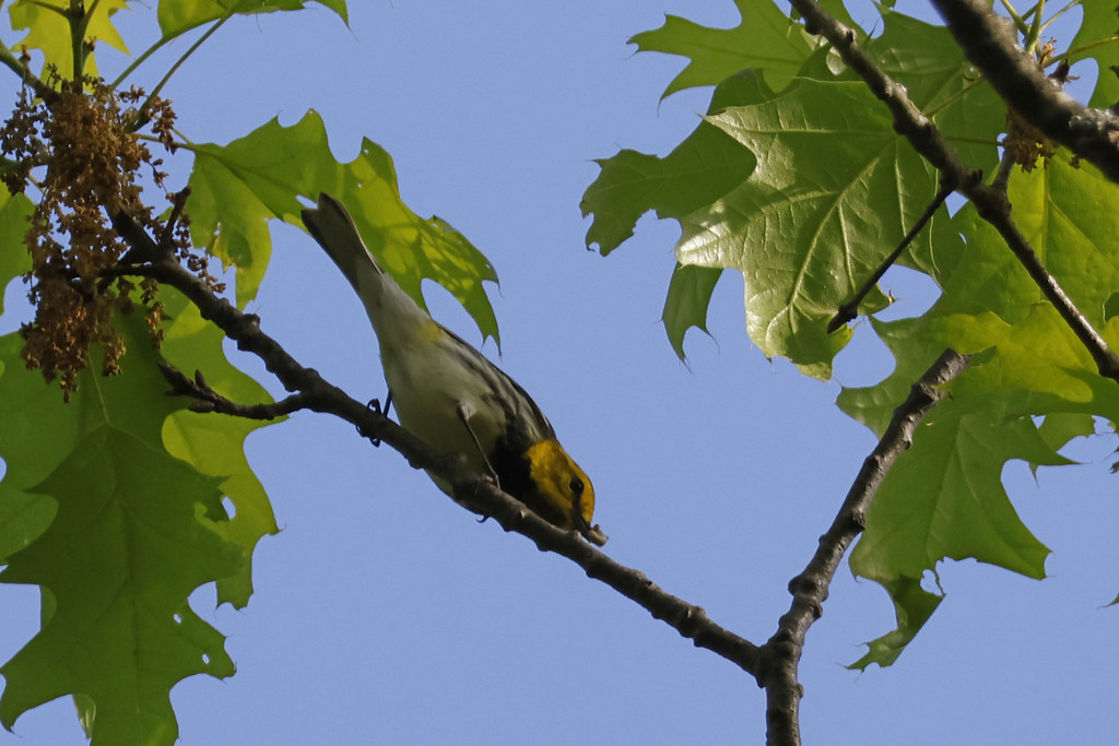 Black throated Green Warbler | Skinner SP, Hadley, MA, May 1… | Flickr